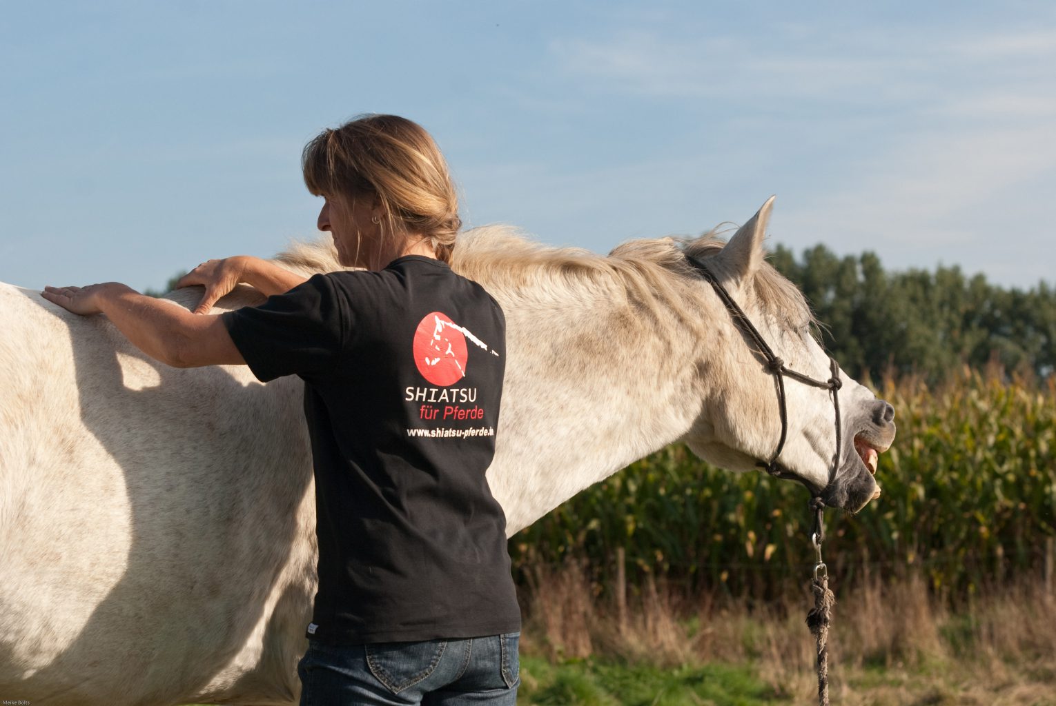 Einführungskurs Shiatsu für Pferde