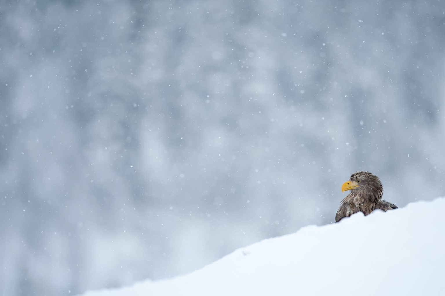 Der Winter – Im Zwischenreich von Stille und Bewegung