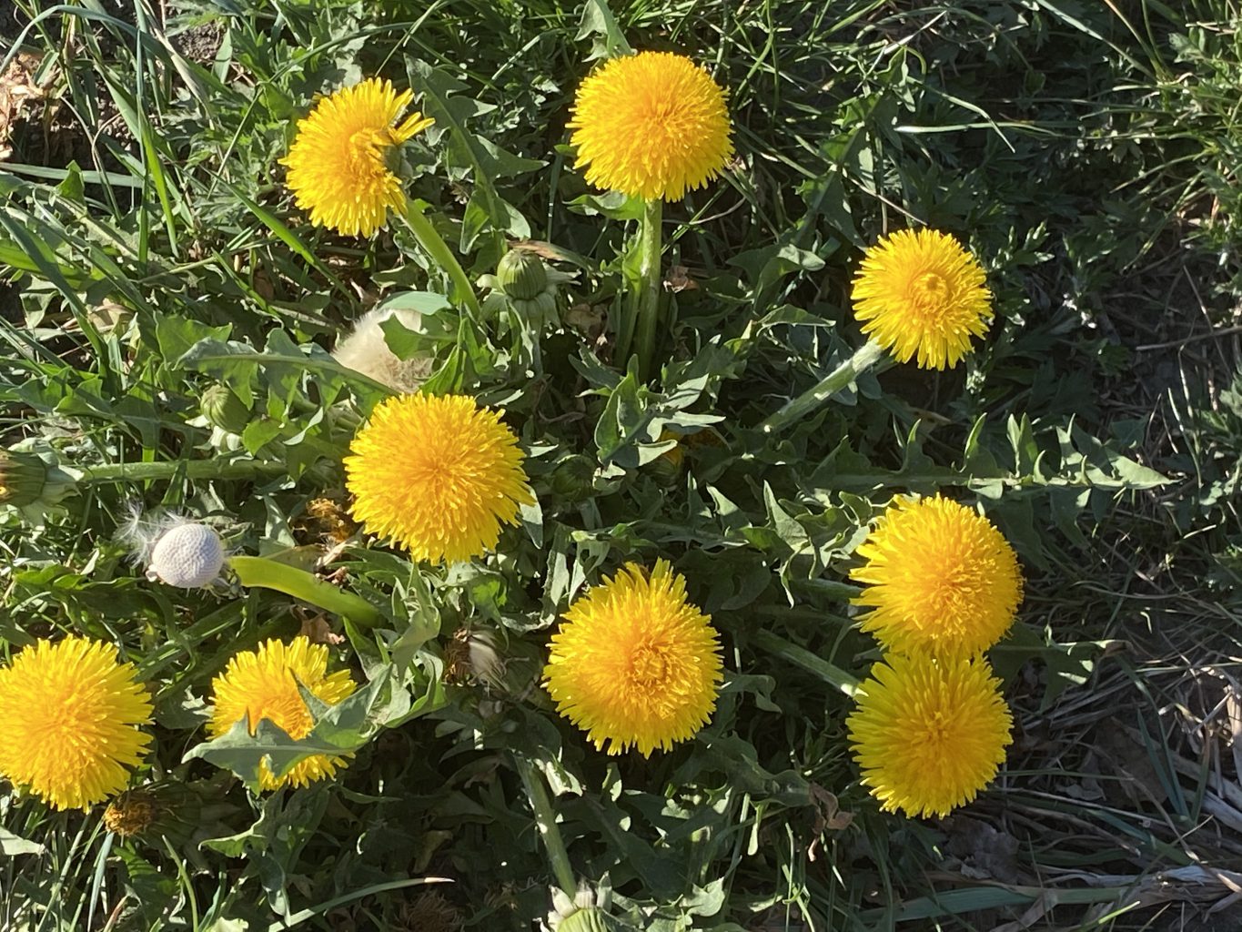 Der Frühling – Zeit des Neubeginns und des Wachstums