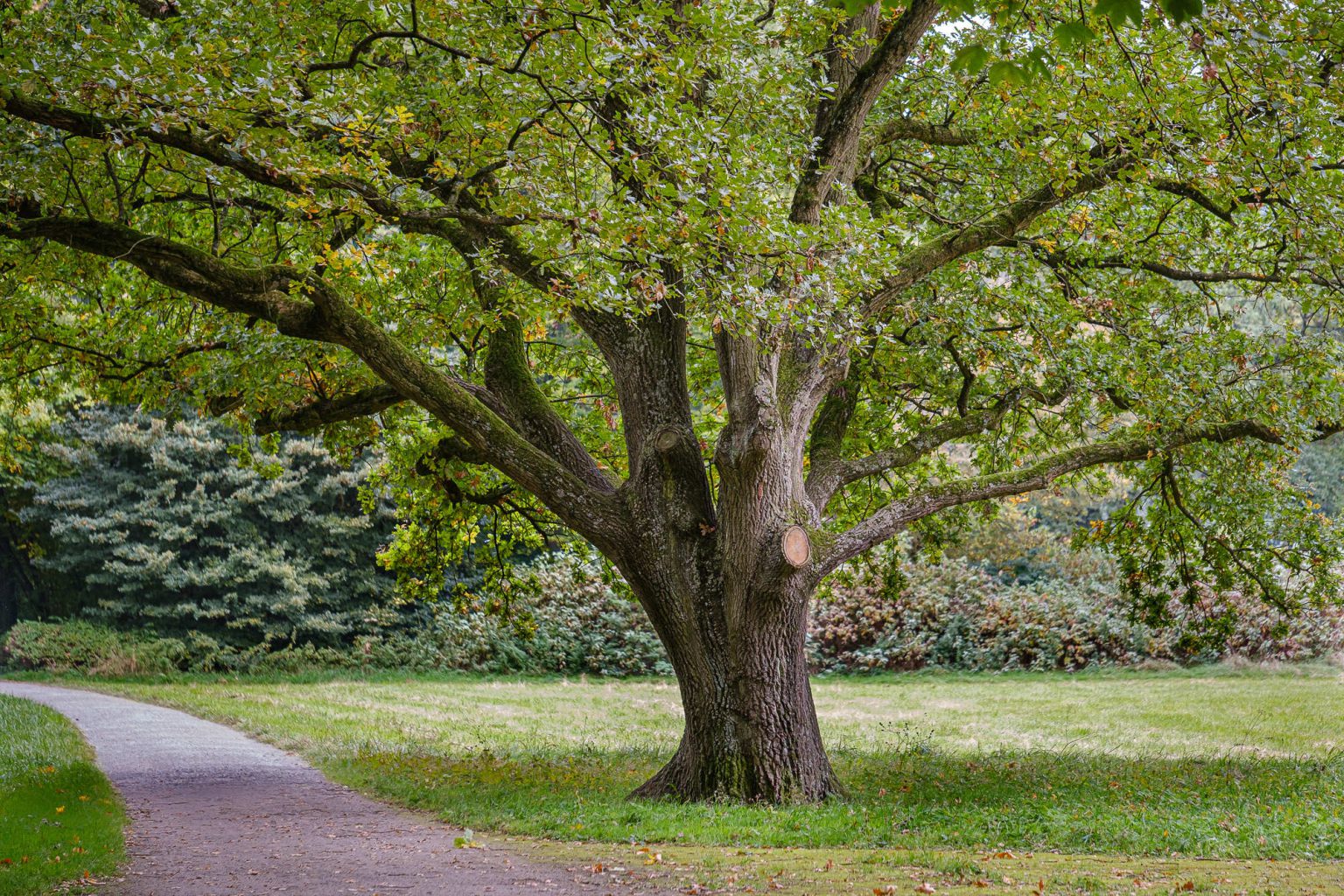 Shiatsu Bodyflow bei Sport im Park Hannover